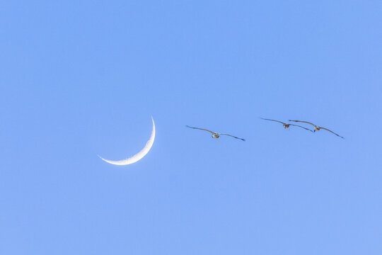 蓝天月亮黑颈鹤