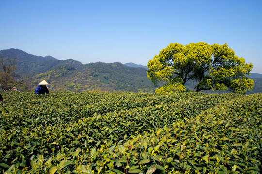 龙井茶园