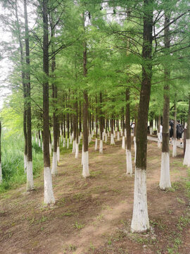 公园树木树林
