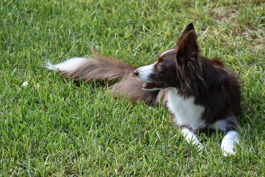 边境牧羊犬