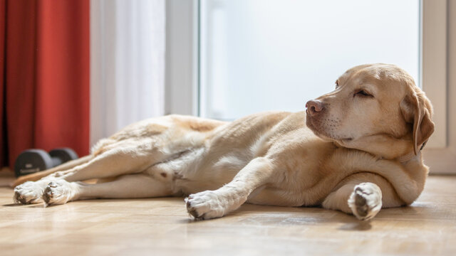 拉布拉多宠物犬