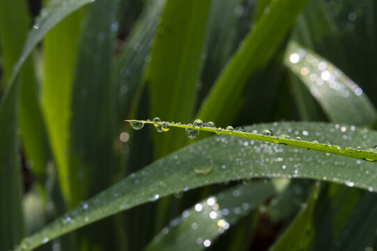 绿植上的水珠