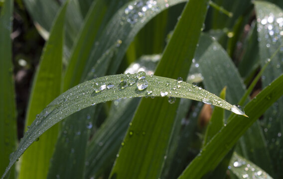 绿植上的水珠