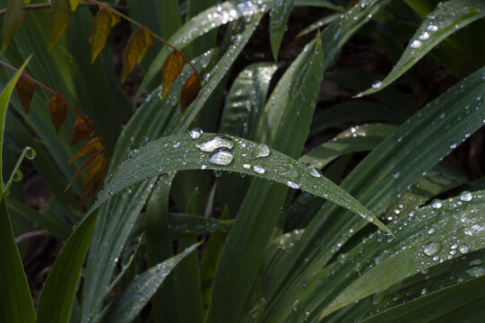 绿植上的水珠