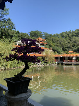 深圳仙湖植物园