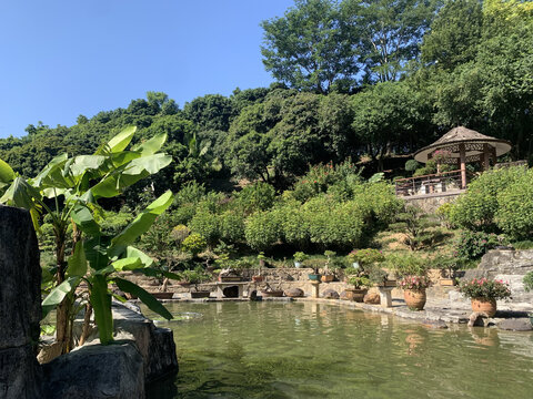 深圳仙湖植物园