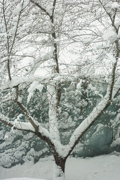 大雪覆盖树枝