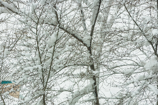 冬季树木树枝积雪