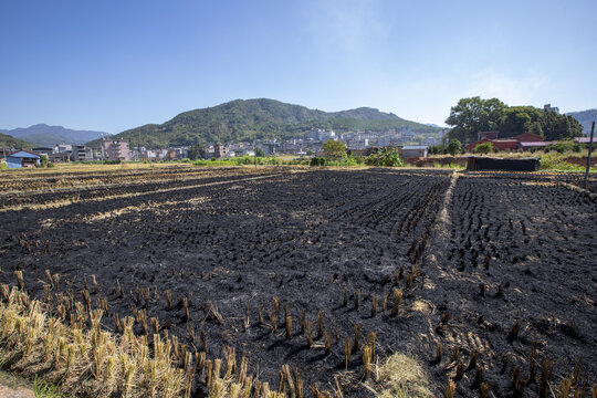 稻田焚烧稻草