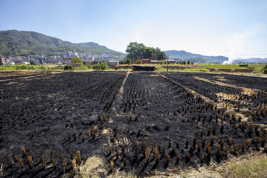 焚烧稻草的农田