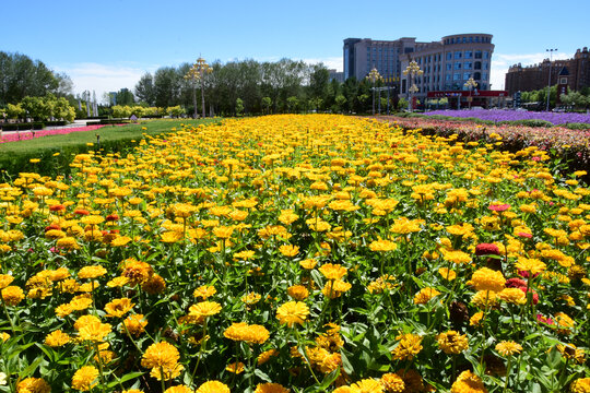 花海城市