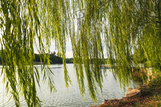 惠州西湖垂柳风景