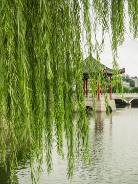 惠州西湖垂柳风景