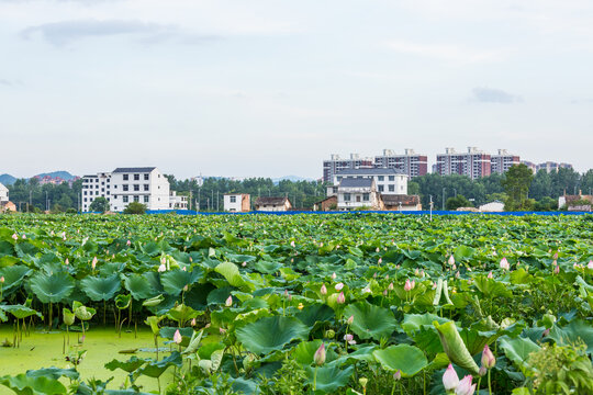 莲花池