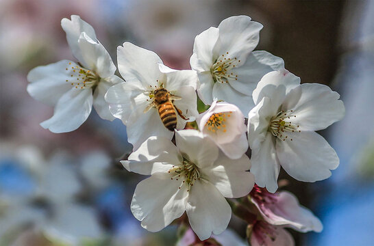 蜜蜂采蜜