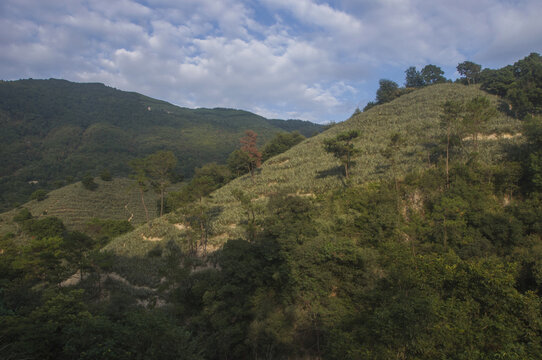 丘陵坡地植被风光