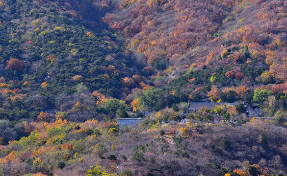 秋天北京西山的漫山红叶