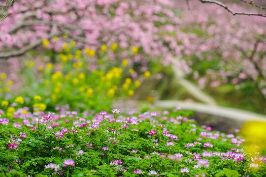 春天花开桃花林中的小野花