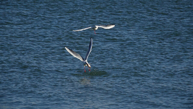 鸥鸟在湖水上追逐表演捕鱼特技