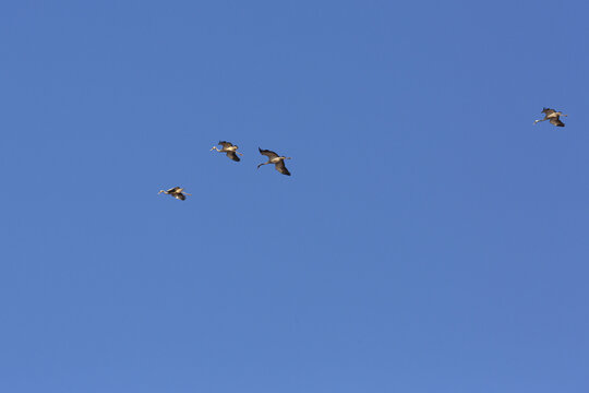 黑颈鹤飞翔蓝天
