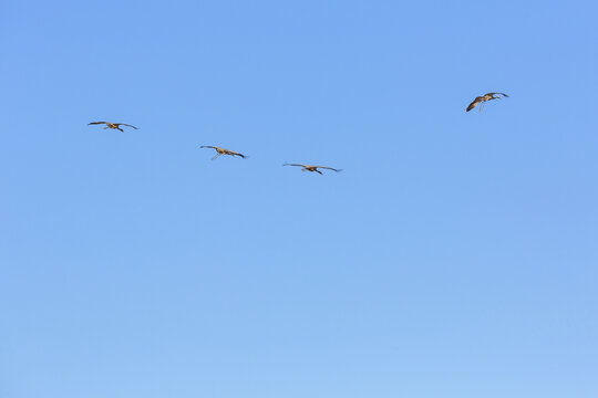一群黑颈鹤蓝天飞翔