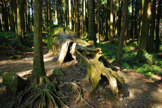 阿里山邹族文化村