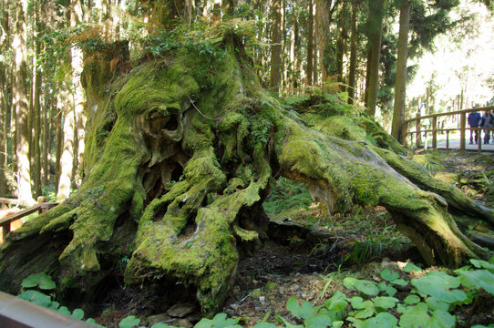 阿里山邹族文化村