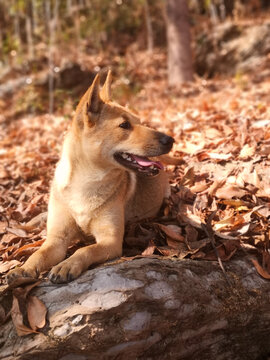 中华田园犬