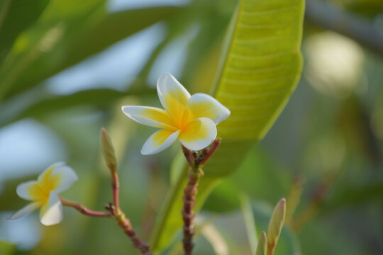 小白花