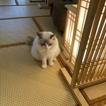 猫