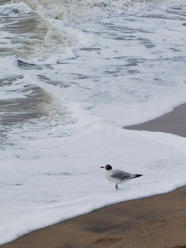 北欧风海鸥海浪