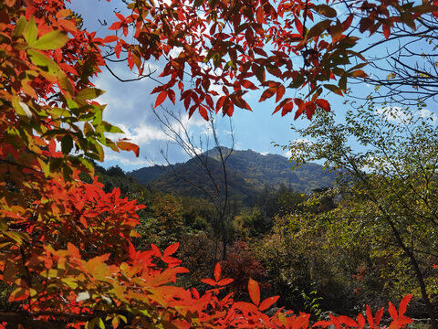 秋天枫叶山林