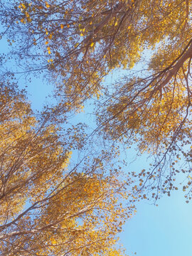 秋日树林意境唯美