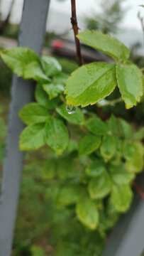 雨后