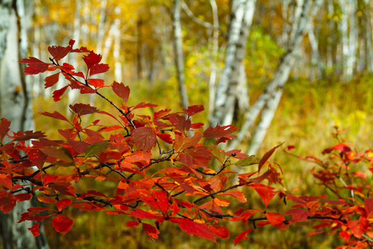 秋季白桦林红叶