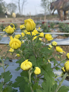 菊花花苞