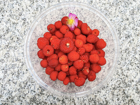 树莓野果子