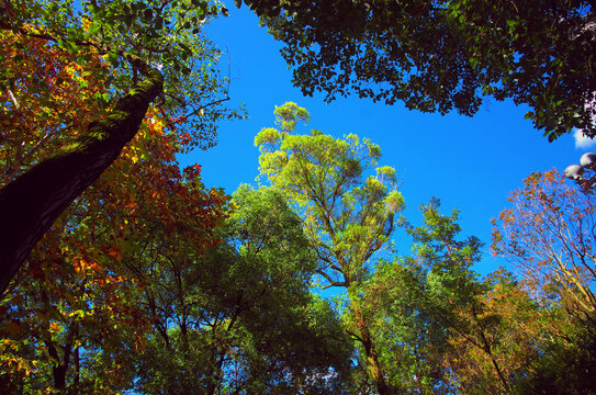 蓝天白云深秋树林