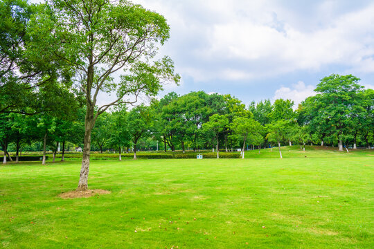 阳光草地树林