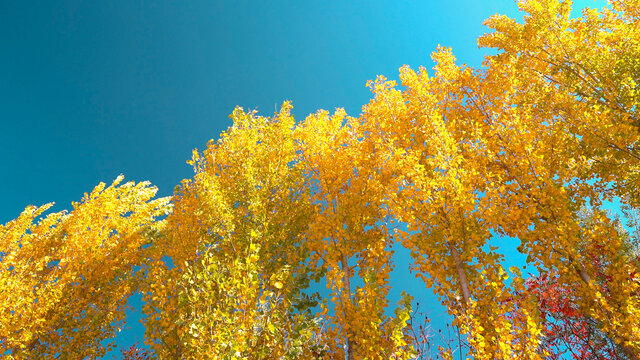秋天金黄树叶