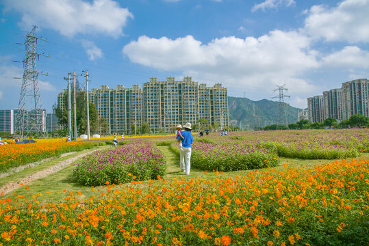 高端小区绿化