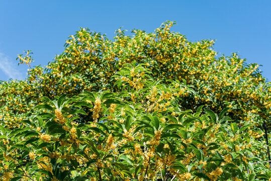 桂花树上开满金黄的桂花金桂