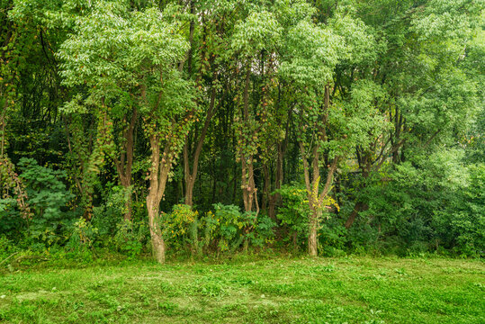 自然景观绿色树林