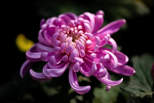 粉色菊花花朵