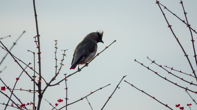 太平鸟在树枝上觅食红果