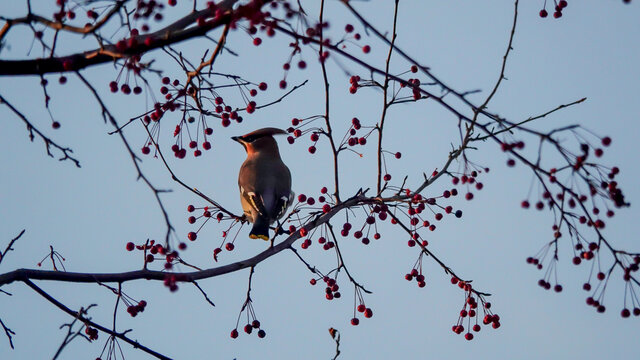 太平鸟在结满红果的树枝上觅食