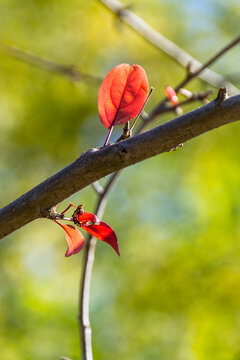 秋天树枝上的一片红叶