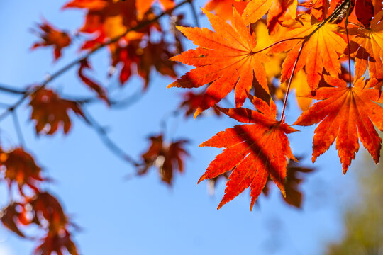秋天蓝天下多彩的枫叶