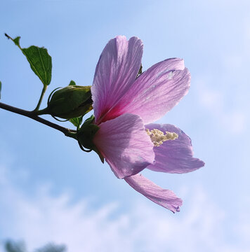 桃花盛开