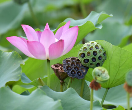 荷花特写